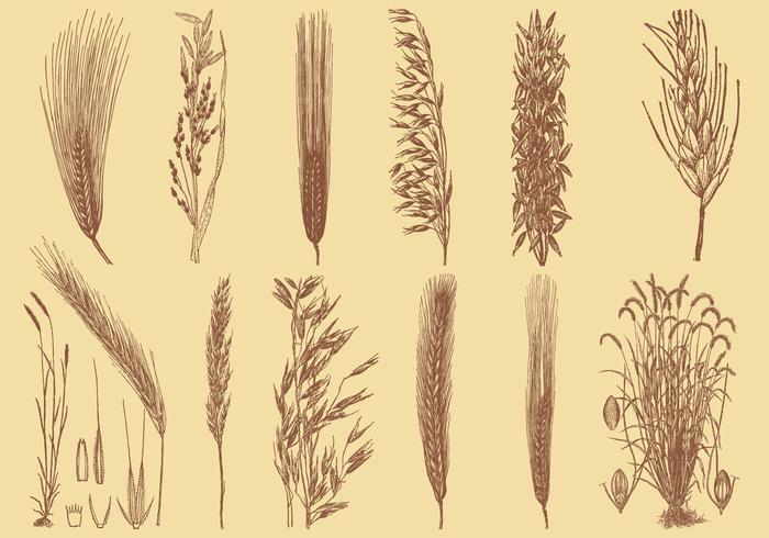 700x490 old style drawing grains - Grain Drawing