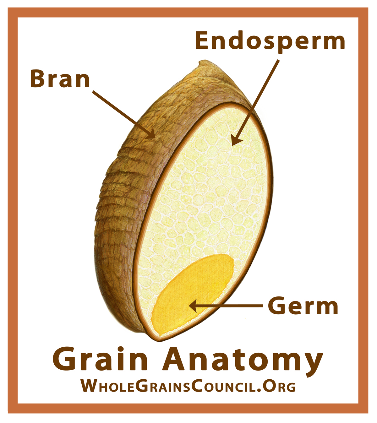 1200x1347 what is a whole grain the whole grains council - Grain Drawing