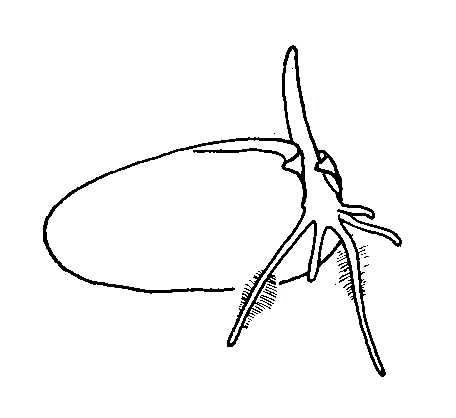 456x418 biological drawing wheat grain, germination stage resources - Grain Drawing