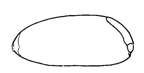 505x256 biological drawing wheat grain resources for biology teachers - Grain Drawing