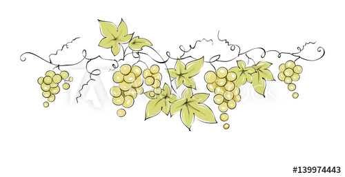 500x257 Design Elements - Grape Vine Drawing