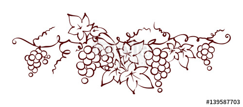 500x222 Design Elements - Grape Vine Drawing