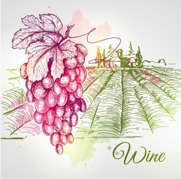 371x368 Grape Vine Drawings Free Vector Download - Grape Vine Drawing