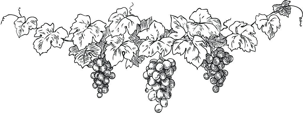 Grape Vine Pictures For Drawing / Design is fine. History is mine