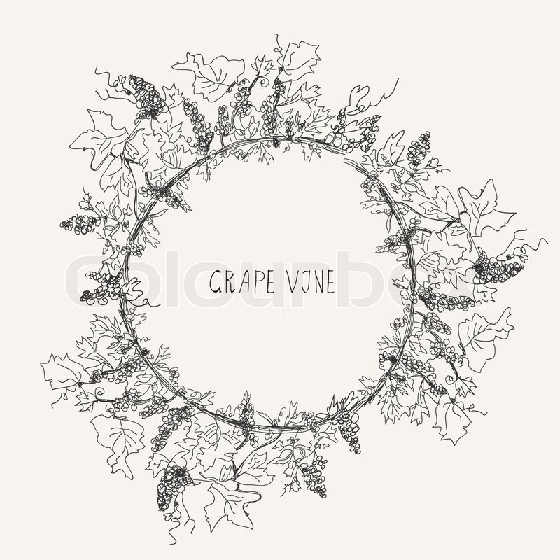800x800 Grape Vine Sketch Frame Round Label Stock Vector Colourbox - Grape Vine Drawing