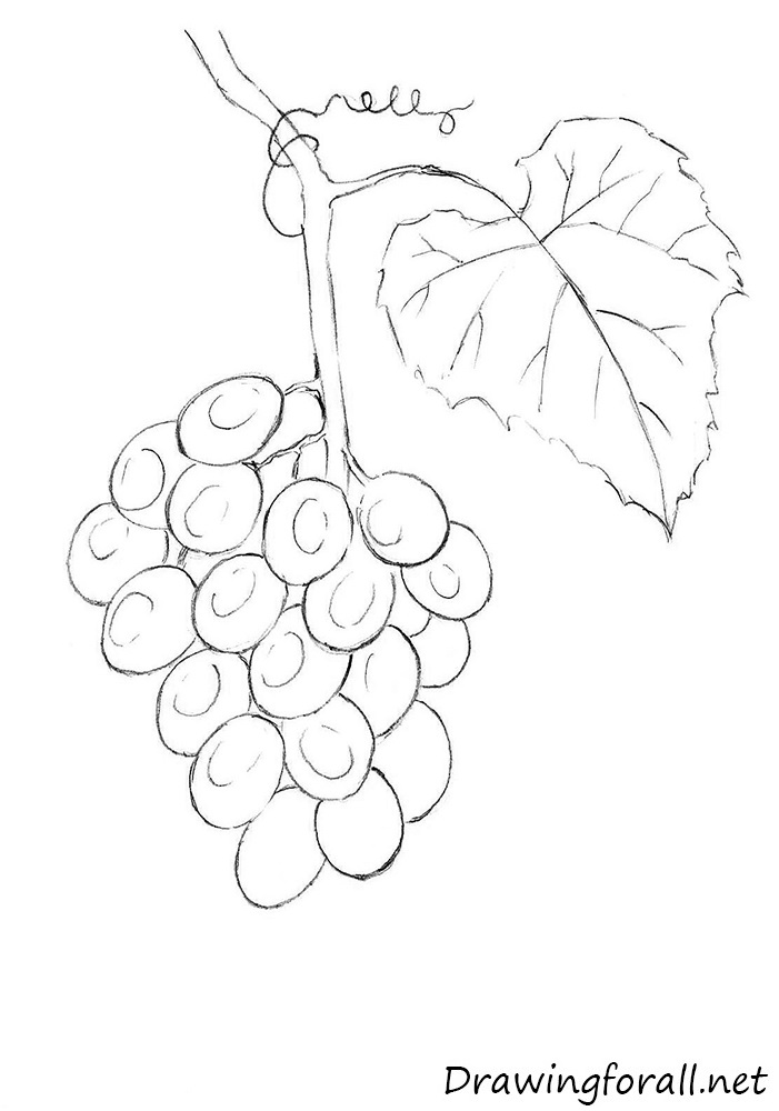 701x1000 Grapevine Drawing Free Download - Grape Vine Drawing
