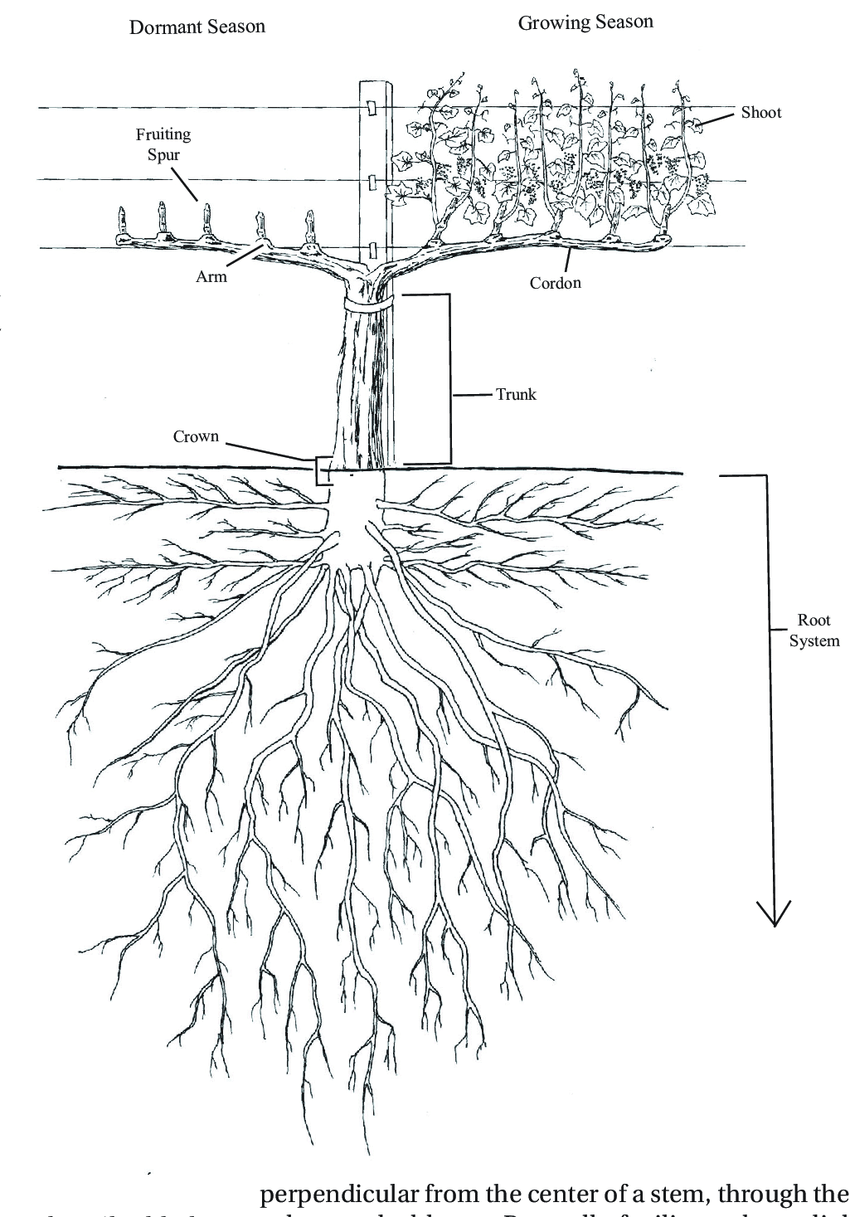 850x1217 grapevine structures and features self rooted vine drawing - Grape Vine Drawing