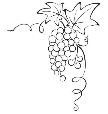 380x400 Graphic Design - Grape Vine Drawing