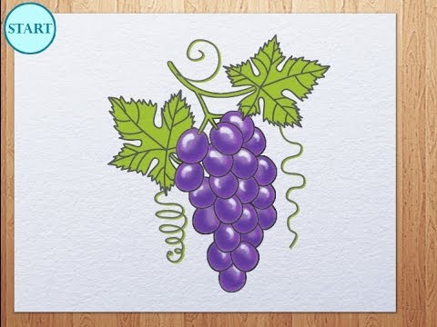480x360 How To Draw Grape - Grape Vine Drawing