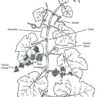 320x320 Pdf Grapevine Structure And Function - Grape Vine Drawing