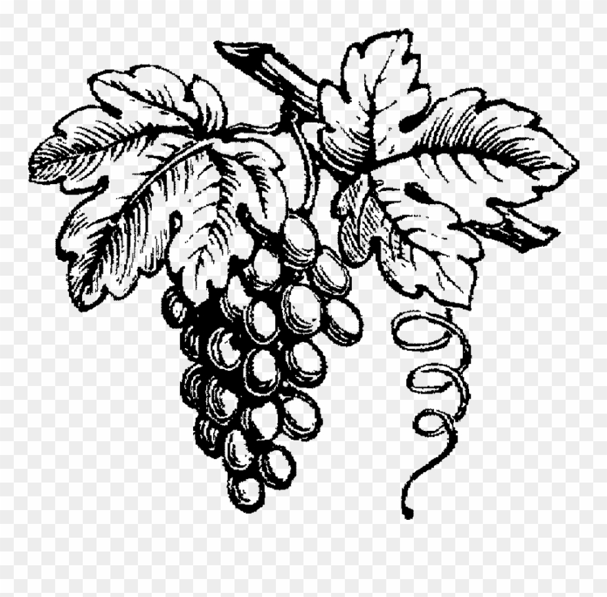 Vineyard Drawing Grape Clipart Black And White Library - Grape Vine Drawing...