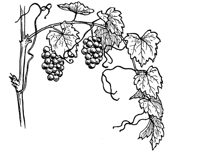 750x531 Coloring - Grape Vine Drawing