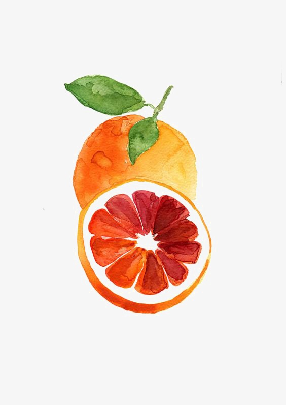 564x797 Grapefruit, Red Grapefruit, Creative Fruit, Drawing Fruit Png - Grapefruit Drawing