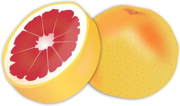 600x354 Grapefruit Free Vector In Open Office Drawing - Grapefruit Drawing