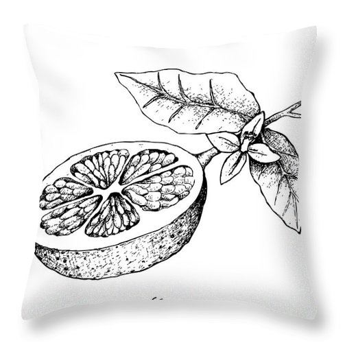 500x500 Hand Drawn Of Grapefruit Fruit On White Background Throw Pillow - Grapefruit Drawing