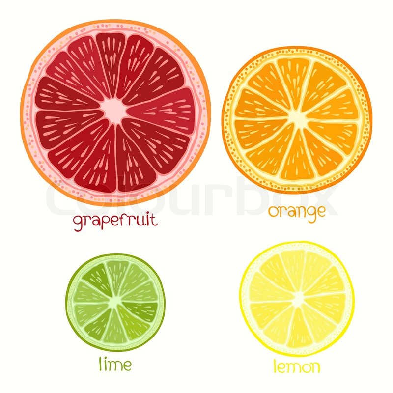 800x800 Huge Collection Of 'grapefruit Drawing' Download More Than - Grapefruit Drawing