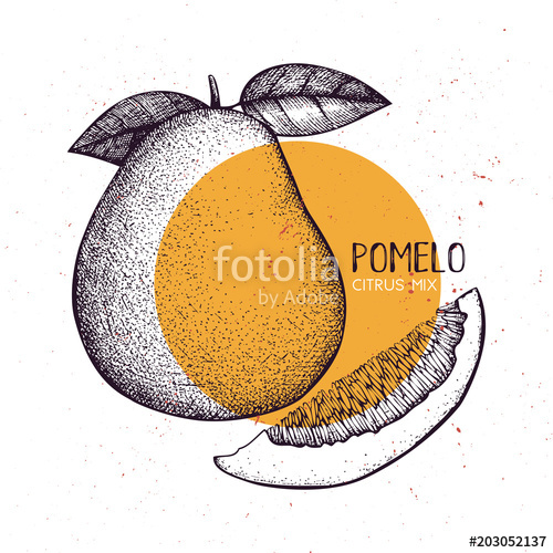 500x500 Pomelo Vintage Design Template Botanical Illustration - Grapefruit Drawing