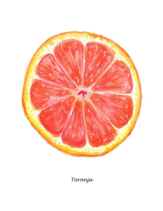 Grapefruit Drawing at Explore collection of