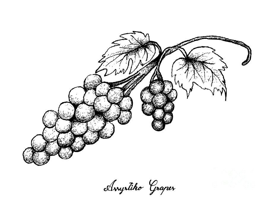 900x668 Hand Drawing Of Fresh Juicy Assyrtiko Grapes Drawing - Grapes Drawing