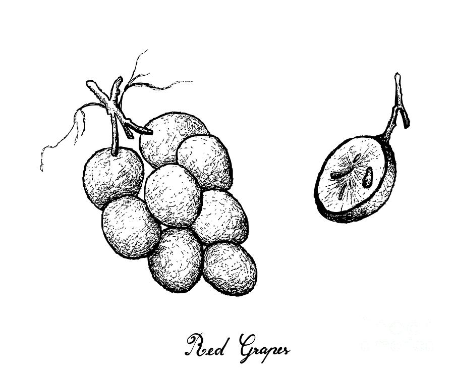 900x731 Hand Drawing Of Fresh Juicy Red Grapes Drawing - Grapes Drawing