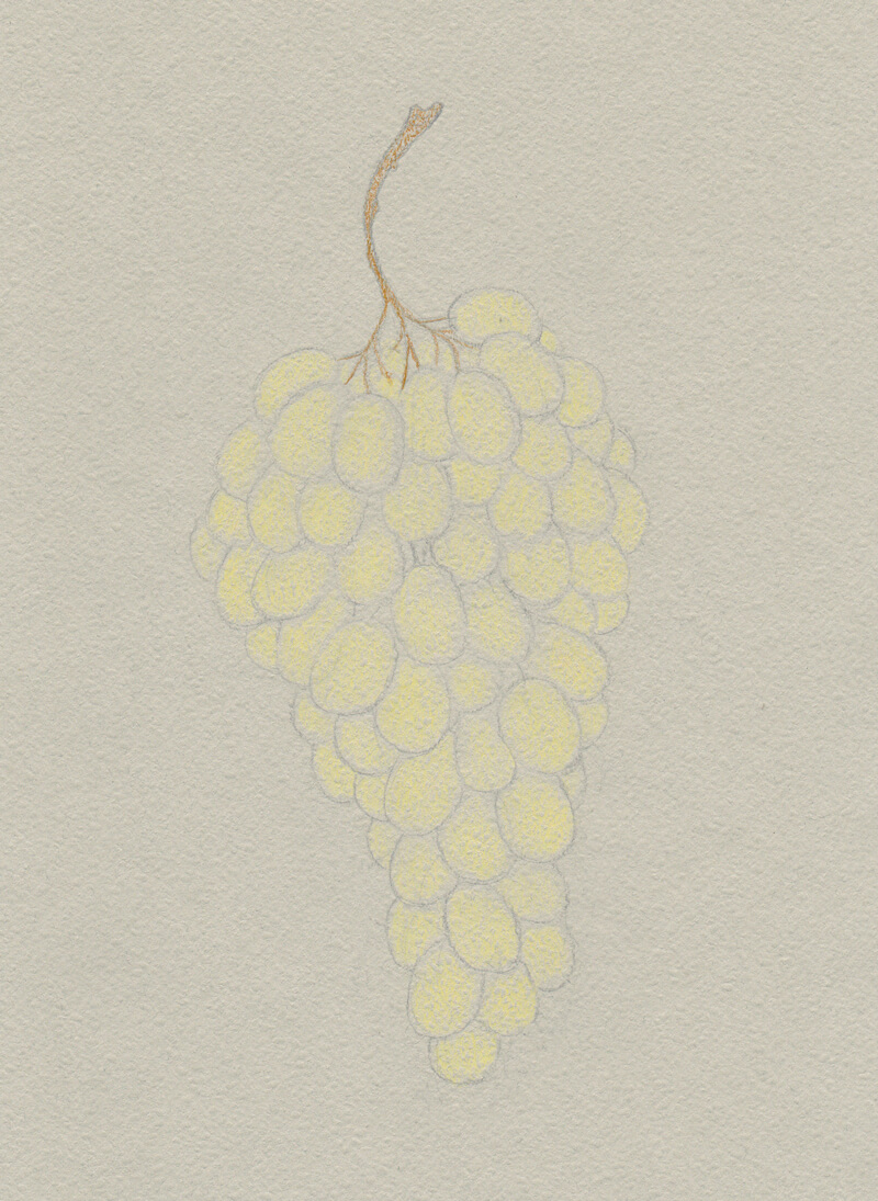 800x1095 How To Draw Grapes With Colored Pencils - Grapes Drawing