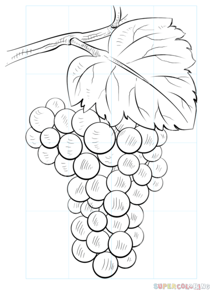 417x575 How To Draw Grapes Art Drawings, Drawing Tutorials - Grapes Drawing