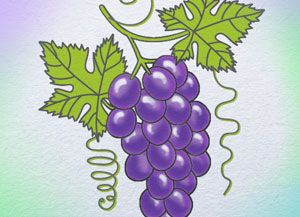 300x217 How To Draw Grape Step - Grapes Drawing