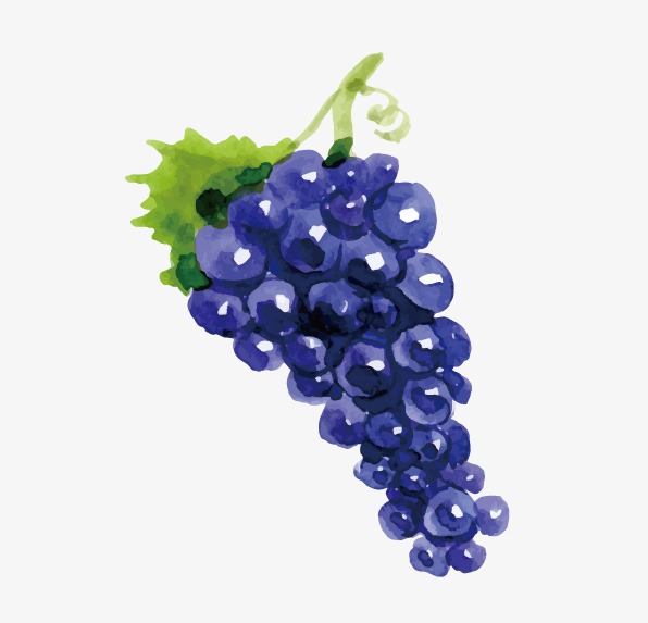 596x573 drawing vector grapes, drawing fruit, beautifully hand painted - Grapes Drawing