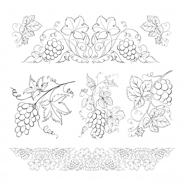 626x626 Grape Leaves Vectors, Photos And Free Download - Grapes Leaves Drawing
