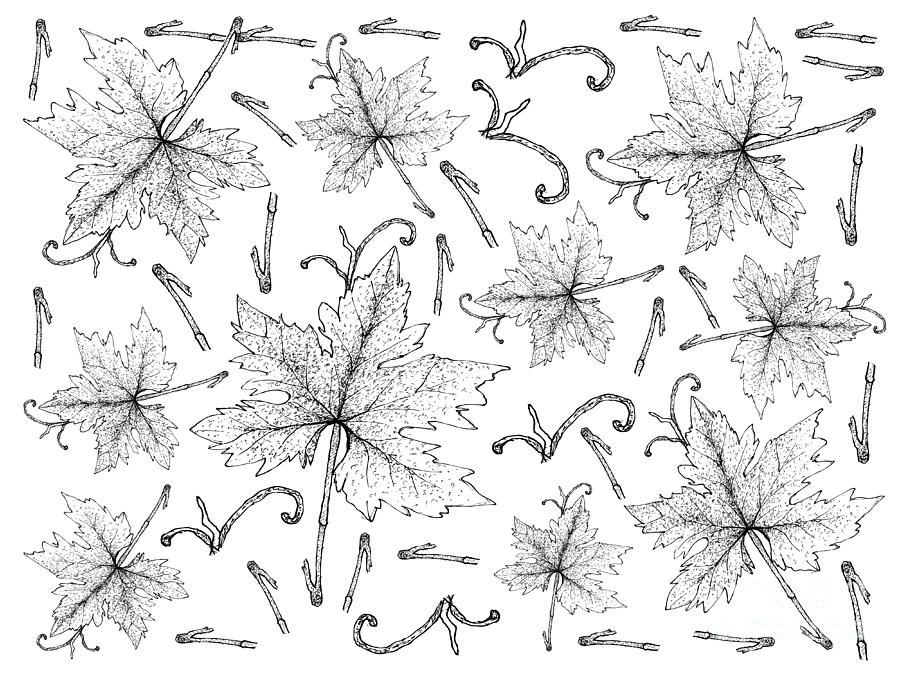900x675 Hand Drawn Of Fresh Grape Leaves Background Drawing - Grapes Leaves Drawing