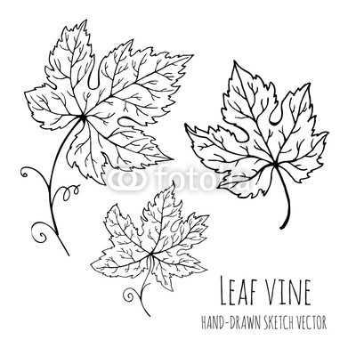 400x400 leaf vine grapes, grape leaves hand drawn vector doodle floral - Grapes Leaves Drawing