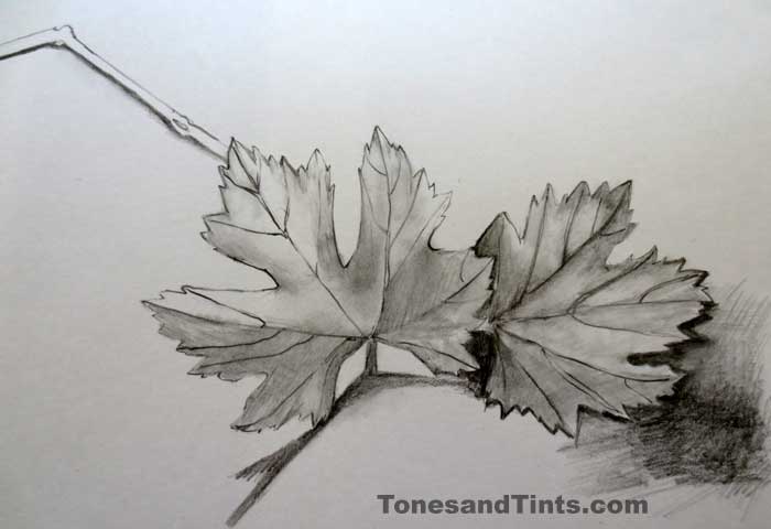 700x480 Everyday Matters Drawing Challenge Number Tonesandtints - Grapes Leaves Drawing
