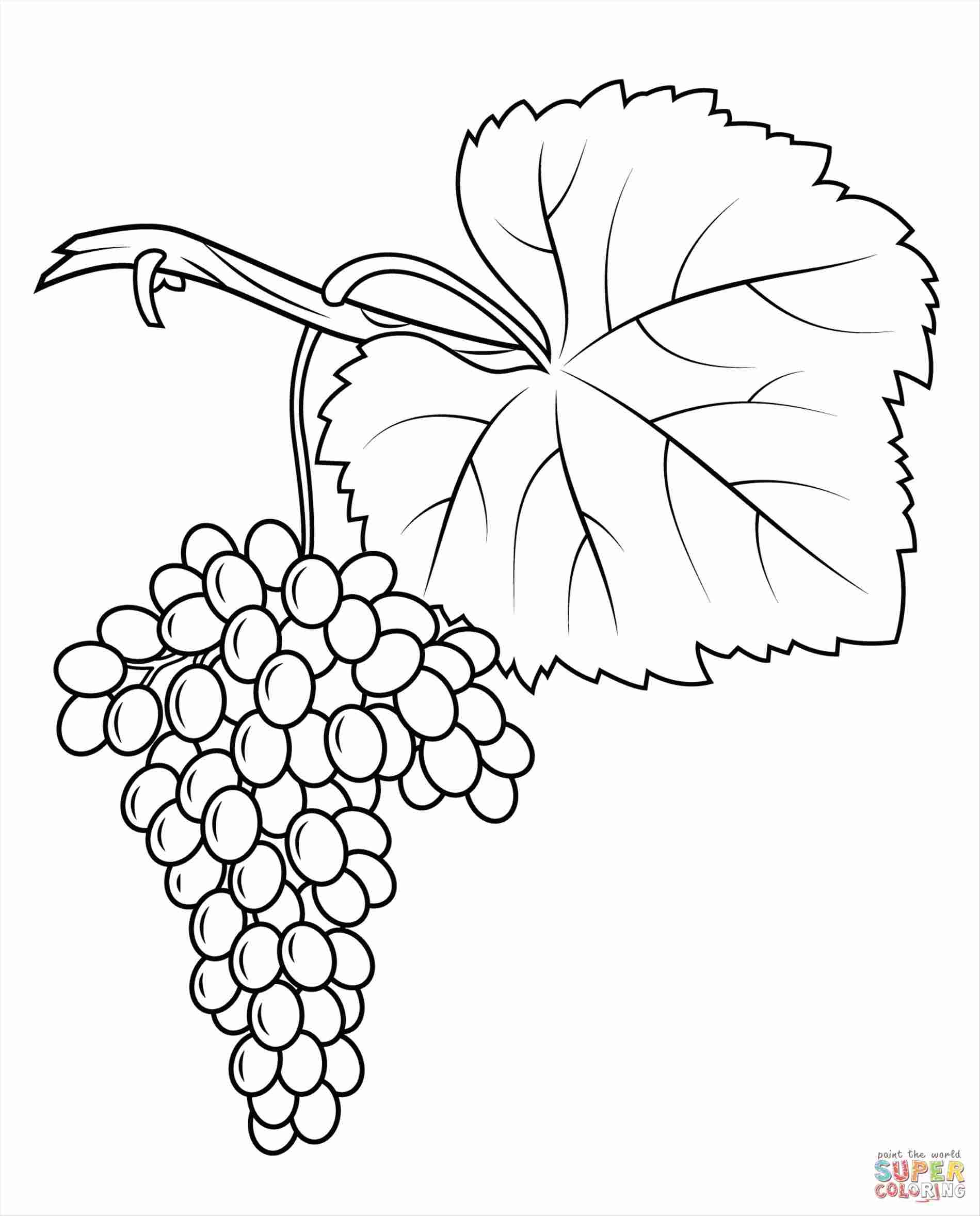 Download Grapes Leaves Drawing at PaintingValley.com | Explore ...