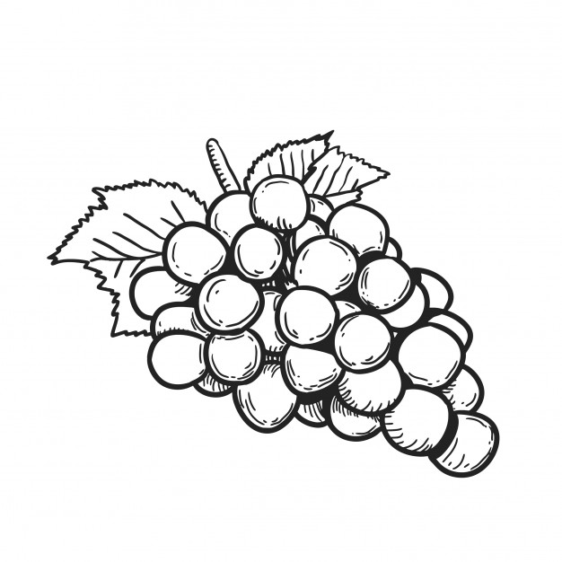 626x626 Grape Line Art Illustration Vector Premium Download - Grapes Line Drawing