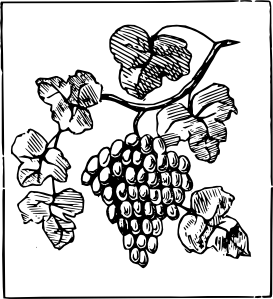 273x299 Grapes Clip Art - Grapes Line Drawing