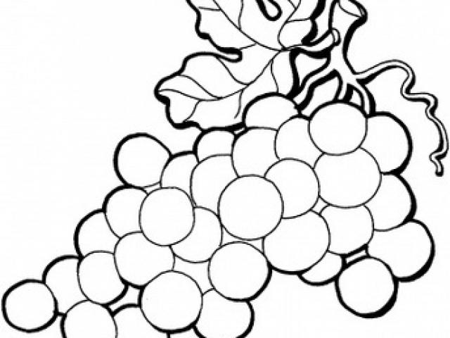 Grapes Line Drawing at PaintingValley.com | Explore collection of ...