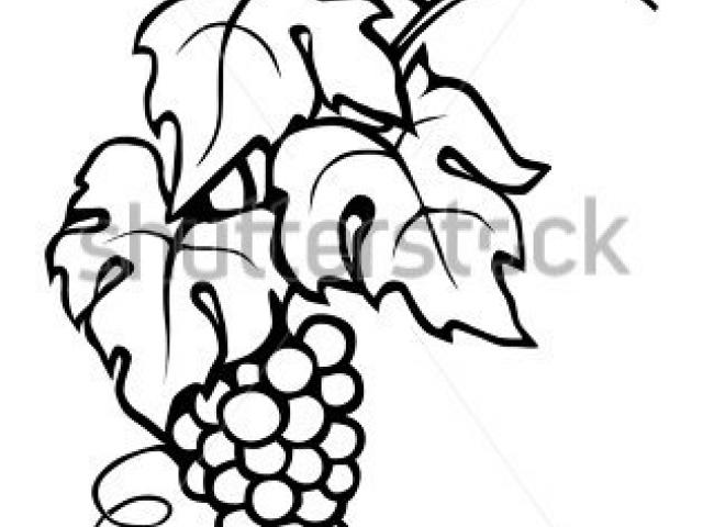 640x480 Drawn Grapes Line Art Free Clip Art Stock Illustrations - Grapes Line Drawing