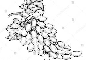300x210 how to draw a bunch of grapes with line art of a bunch of grapes - Grapes Line Drawing