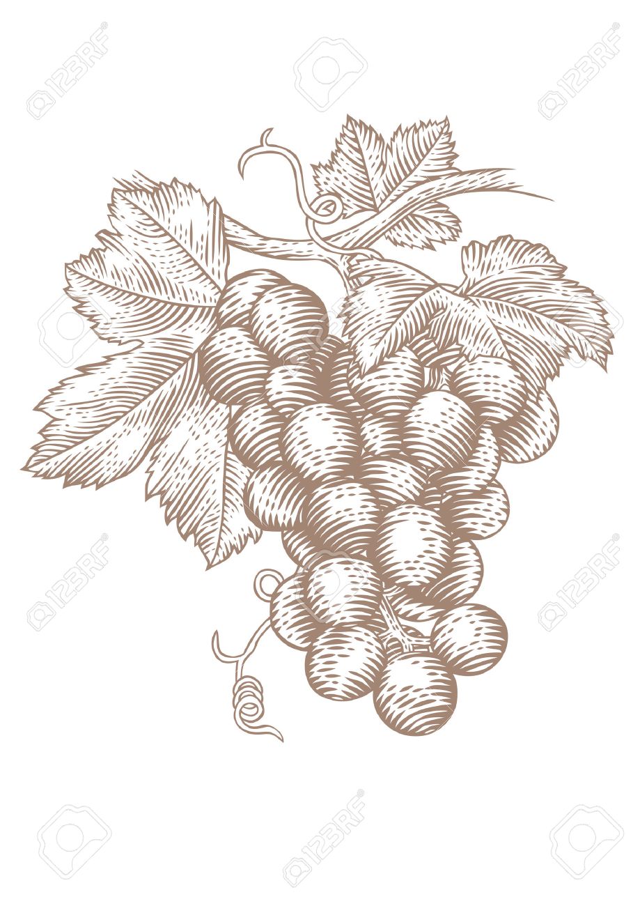 919x1300 Huge Collection Of 'bunch Of Grapes Drawing' Download More Than - Grapes Line Drawing