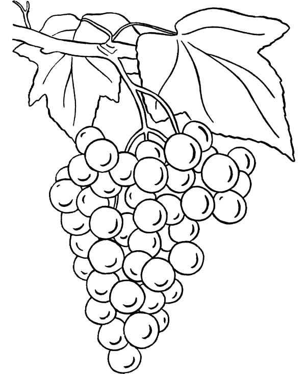 Grapes Line Drawing at PaintingValley.com | Explore collection of
