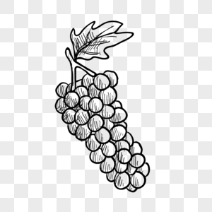 300x300 line drawing grapes images line drawing grapes pictures free - Grapes Line Drawing