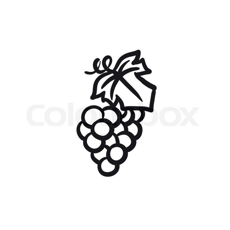 800x800 Bunch Of Grapes Vector Sketch Icon Stock Vector Colourbox - Grapes Line Drawing