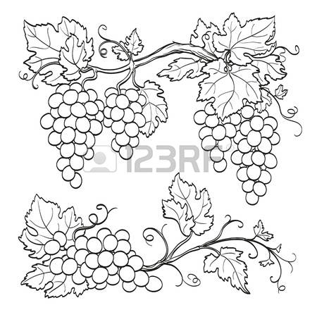 450x450 Drawn Grapes Line Art - Grapes Line Drawing