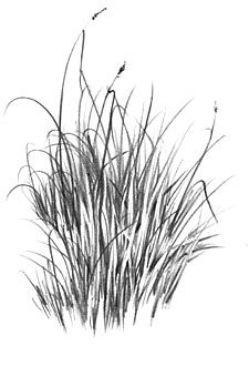 225x330 how to draw grass - Grass Drawing