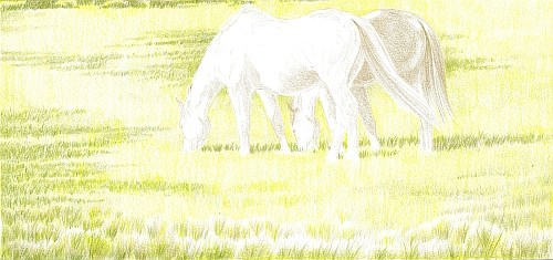500x235 how to draw summer grass - Grass Drawing