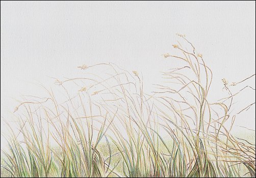 502x350 How To Draw Autumn Grass In Colored Pencil - Grass Field Drawing