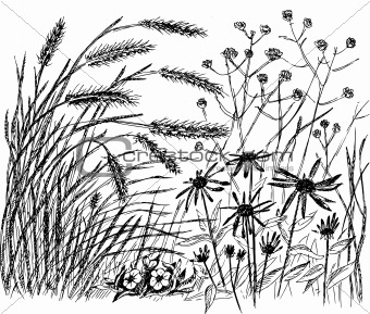 340x289 Image Summer Grass With Flowers From Crestock Stock Photos - Grass Field Drawing