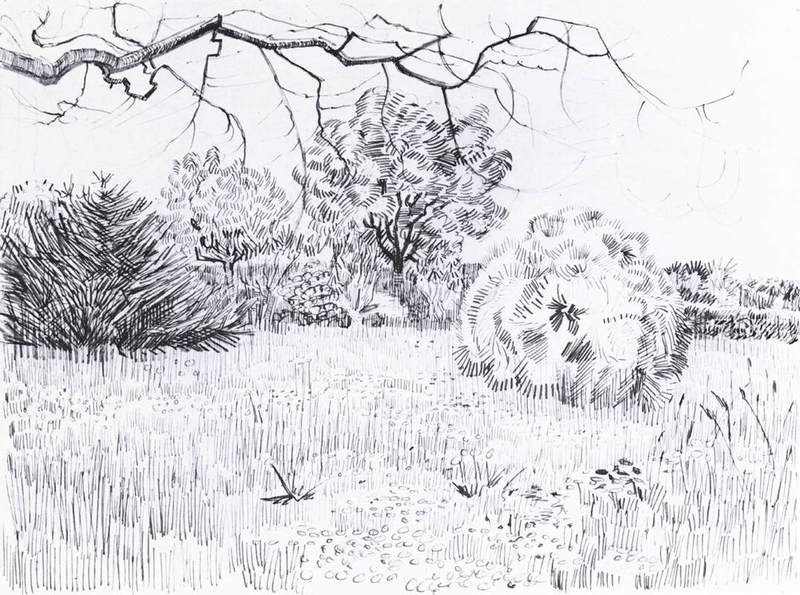 800x595 Artwork - Grass Field Drawing