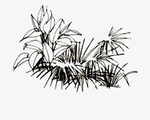 506x406 grass, grass clipart, design png image and clipart for free download - Grass Line Drawing