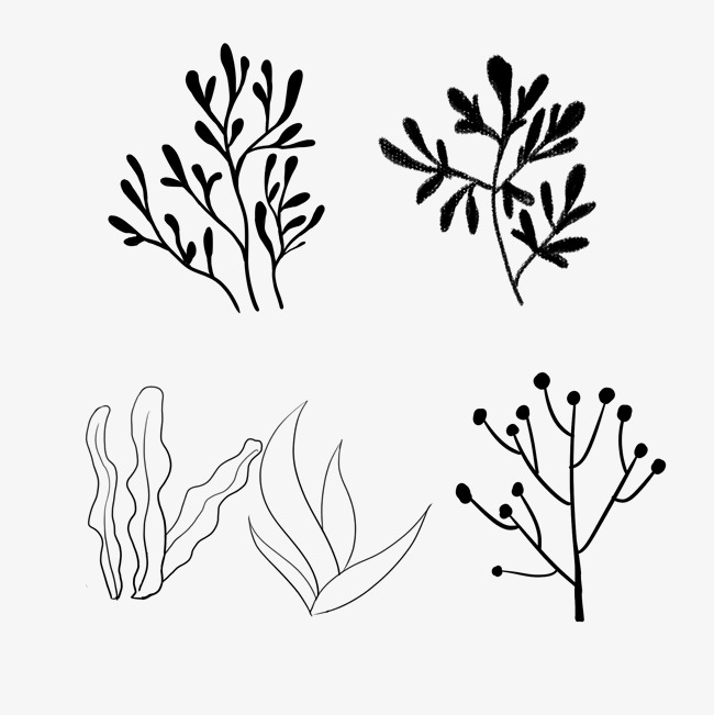 650x651 Hand Drawn Green Seaweed Line Drawing Image - Grass Line Drawing